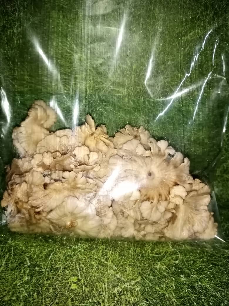 WhatsApp Image 2020 12 03 at 8.24.42 AM