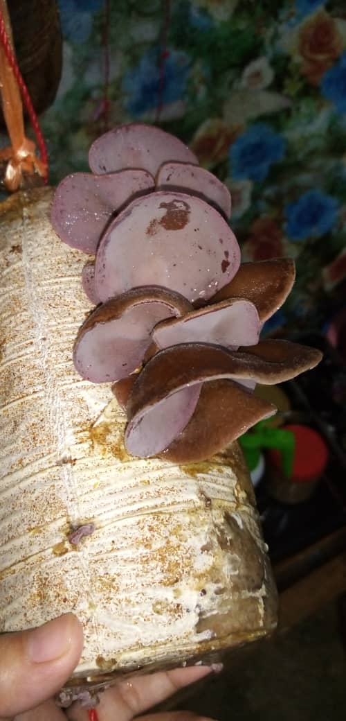 WhatsApp Image 2020 12 03 at 8.24.43 AM